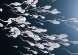 Poor sperm quality is a frequent cause of infertility