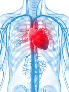 Q10 and selenium increase IGF-1 in the elderly