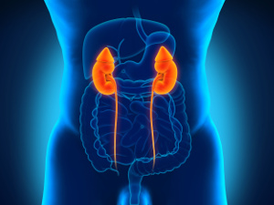 Os suplementos com levedura de selénio e Q10 melhoram a função renal