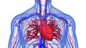 Os suplementos de Q10 têm impacto positivo no sistema cardiovascular dos diabéticos