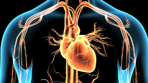 Q10 na prevenção e tratamento da doença cardiovascular