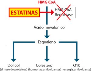 Tanto o colesterol como o Q10 são sintetizados pela enzima HMG-CoA reductase.