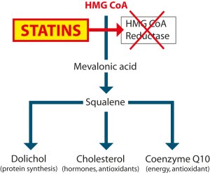 Both cholesterol and Q10 are synthesized from the enzyme HMG-CoA.