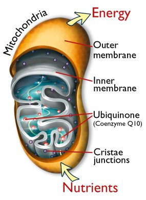 Nutrients oxygen and Q10 ATP Energy