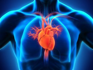 Understanding the "energy-starved" heart
